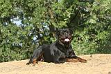 ROTTWEILER 047